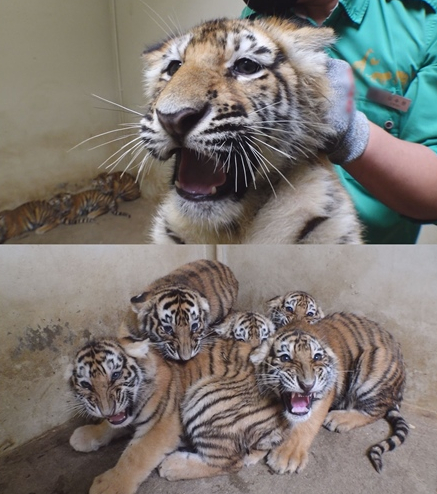 ▲'TV동물농장'(사진제공=SBS)