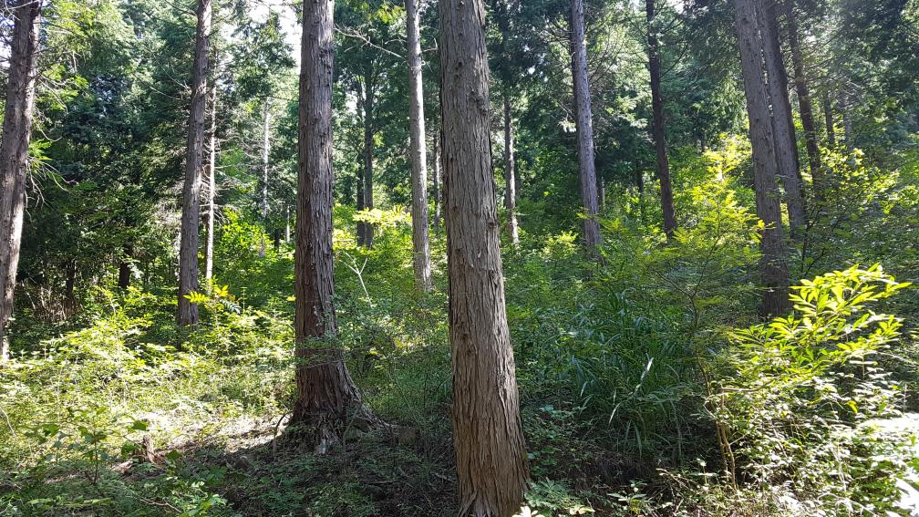 ▲솎아베기로 주변이 정리된 숲. (사진제공=산림청)