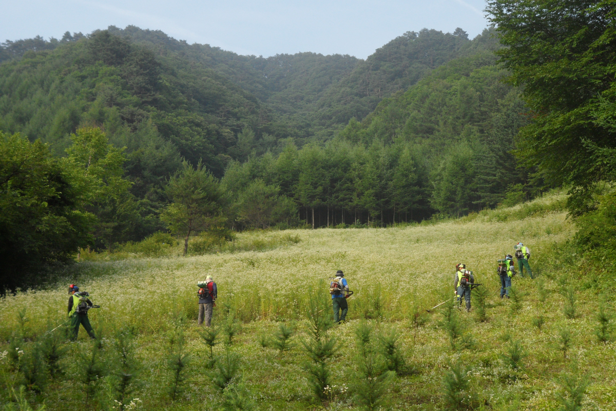▲산림청의 '숲가꾸기' 사업으로 풀베기가 진행 중인 숲. (사진제공=산림청)