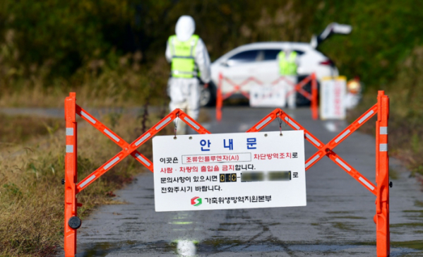 ▲전남 나주의 한 오리농장에서 고병원성 조류인플루엔자(AI) 의심 축이 발생함에 따라 방역당국이 예방적 살처분을 위해 출입 통제를 하고 있다. (뉴시스)