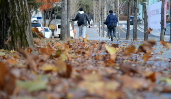 ▲쌀쌀한 가을 날씨가 이어지고 있는 22일 전북 전주시 전북대학교 교정에 떨어져 내린 낙엽이 바람에 흩날리고 있다. (뉴시스)