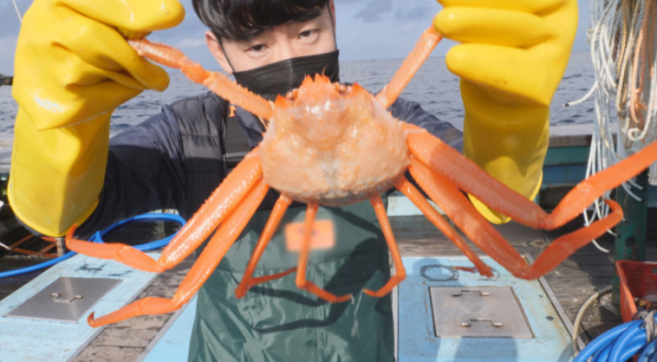 ▲'서민갑부' 포항 홍게 (사진제공=채널A)