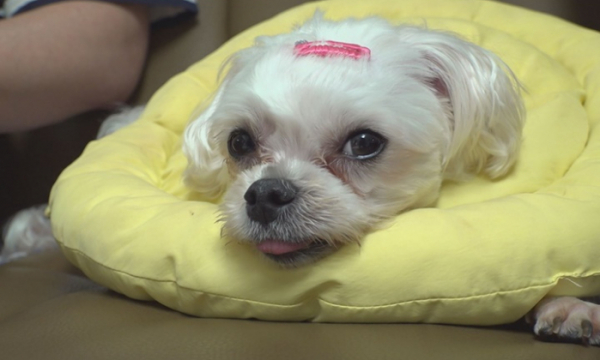 ▲'TV동물농장'(사진제공=SBS)