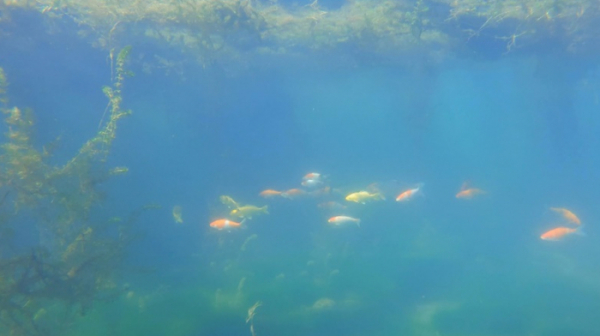 ▲'TV동물농장'(사진제공=SBS)