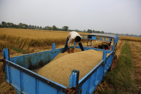 ▲인도 아마다바드에서 19일 한 농부가 곡물을 트랙터에 옮기고 있다. 아마다바드/AP뉴시스
