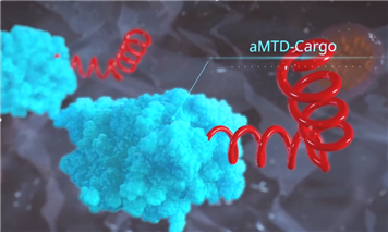 ▲TSDT 플랫폼기술을 적용한 세포막 투과 펩타이드 aMTD와 약리물질의 결합 이미지 (자료제공=셀리버리)