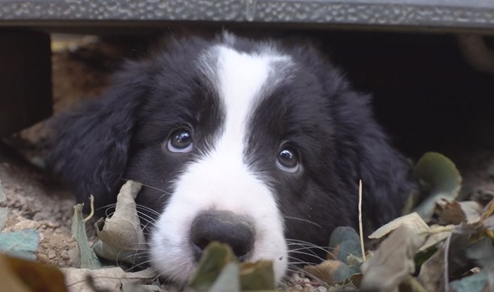 ▲'TV 동물농장'(사진제공=SBS)