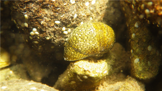 ▲기수갈고둥은 바다와 하천이 만나는 기수지역에 사는 1~2㎝의 작은 크기의 고둥류로, 유속이 일정하고 수질이 깨끗한 기수지역의 자갈에 붙어서 산다. (사진제공=해양수산부)