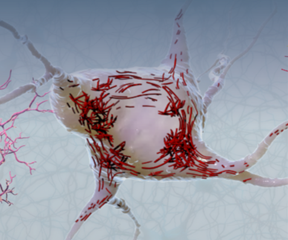 (자료제공=셀리버리)