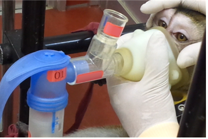 ▲흡입형 코로나19 치료제 iCP-NI의 안전성평가를 위해 필리핀원숭이를 대상으로 흡입제형 투여가 진행되고 있다. (사진제공=셀리버리)