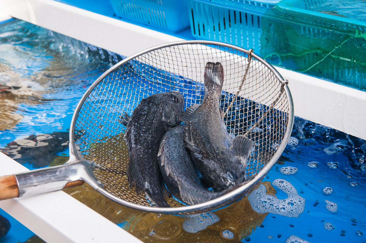 ▲우럭. (게티이미지뱅크)