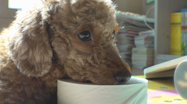 ▲'TV 동물농장'(사진제공=SBS)