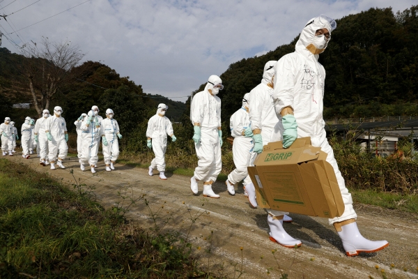 ▲2020년 11월 8일 방호복을 입은 일본 공무원들이 조류인플루엔자를 검사하기 위해 히가시카가와에 있는 양계장으로 향하고 있다. 히가시카가와/로이터연합뉴스
