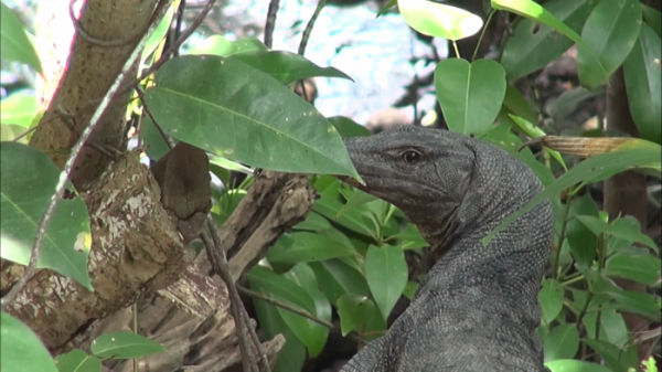▲'걸어서 세계속으로' 싱가포르(사진제공=KBS 1TV)