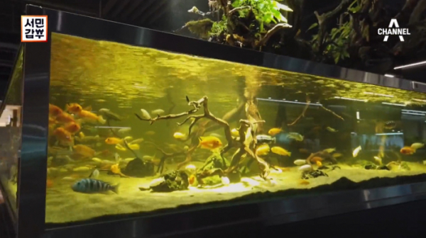 ▲‘서민갑부’ 아쿠아 가든(수족관 카페)(사진제공=채널A)