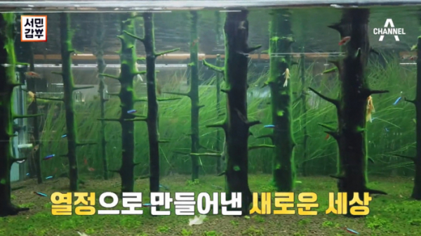 ▲‘서민갑부’ 아쿠아 가든(수족관 카페)(사진제공=채널A)