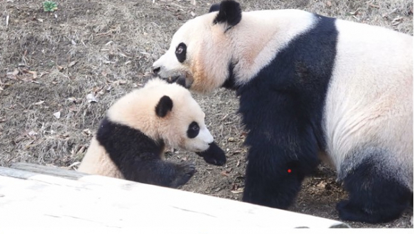 ▲'TV동물농장'(사진제공=SBS)