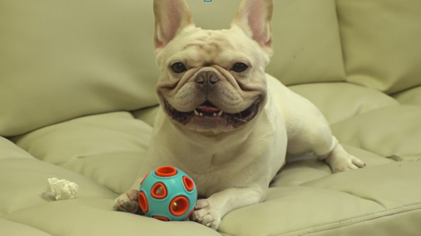 ▲'TV동물농장'(사진제공=SBS)