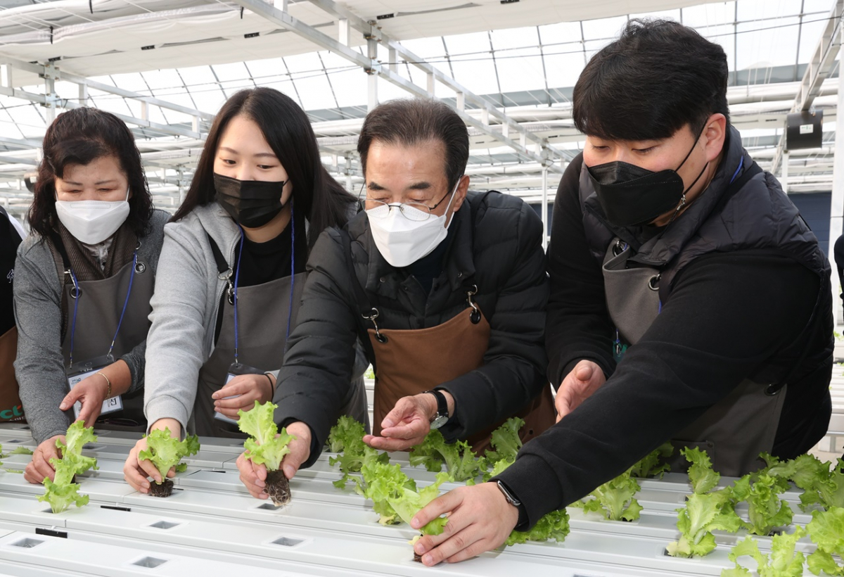▲이성희 농협중앙회장(왼쪽에서 세번째)이 2일 충남 천안시 동천안농협 스마트농업지원센터를 찾아 청년농업인들과 상추 정식을 하며 새해 첫 업무를 시작하고 있다. (사진제공=농협중앙회)