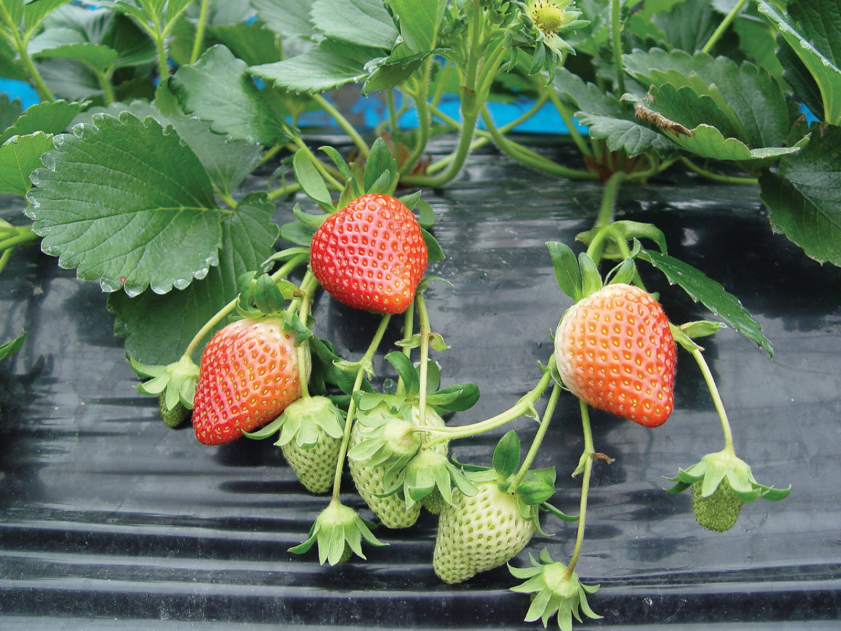 ▲국내에서 가장 많이 재배하는 딸기 품종 '설향'. (사진제공=농촌진흥청)