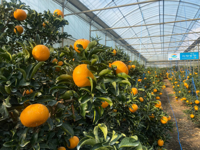 ▲GS리테일의 밀감 지정농장(사진제공=GS리테일)