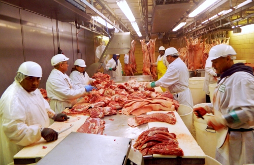 ▲미국 일리노이주 시카고에 위치한 돼지고기 작업장에서 근로자들이 일하고 있다. 시카고/로이터연합뉴스
