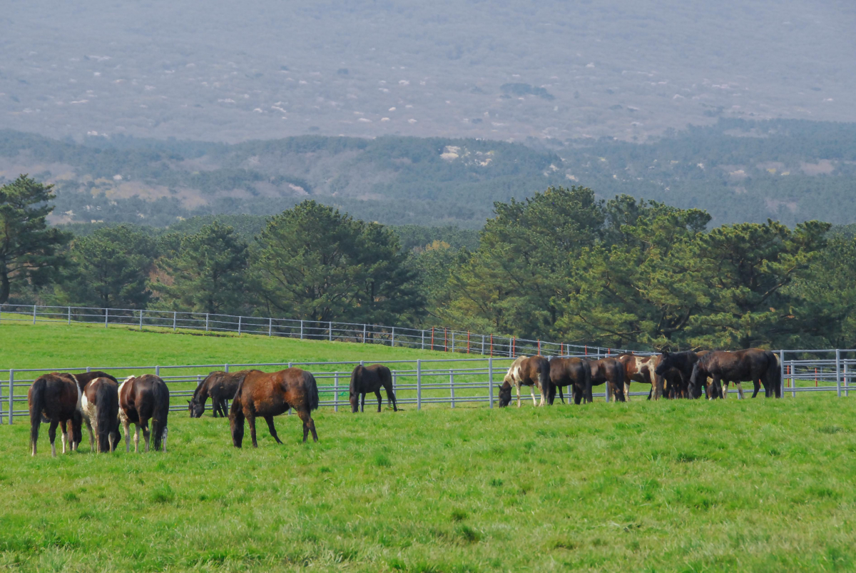 ▲제주시 농촌진흥청 국립축산과학원 난지축산연구소 초지에서 국내산 승용마들이 풀을 뜯고 있다.  (뉴시스)