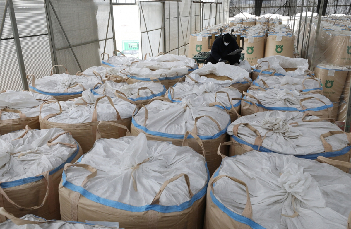 ▲경기도 화성시 비봉농협 수라청미곡종합처리장에서 관계자가 수매한 벼를 살펴보고 있다. (뉴시스)