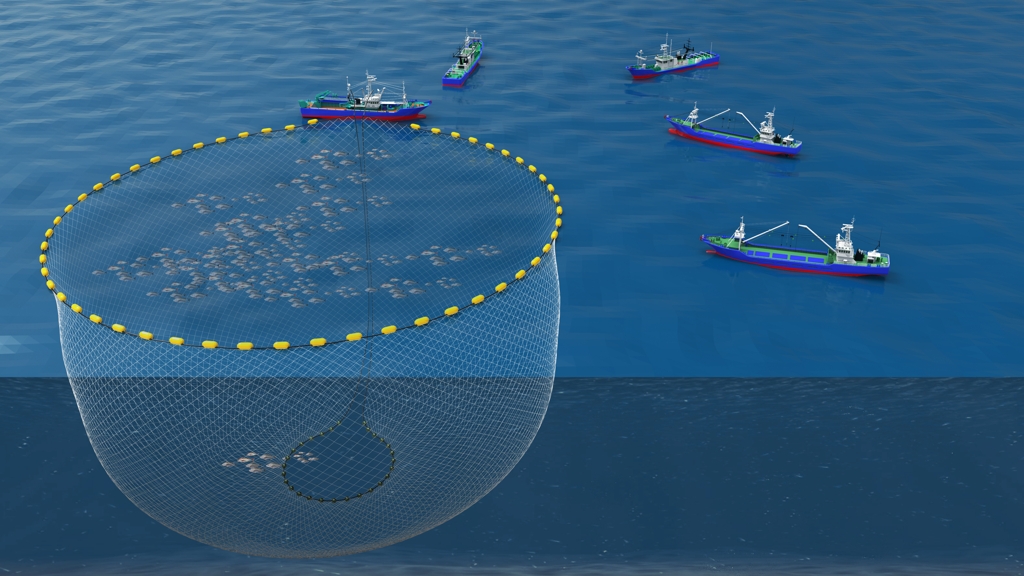 ▲대형선망 조업 모식도. (사진제공=국립수산과학원)
