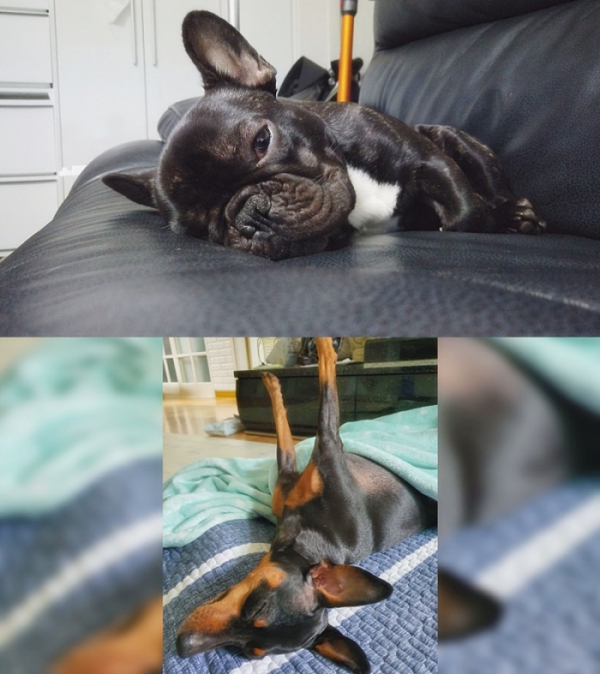 ▲'TV동물농장'(사진제공=SBS)