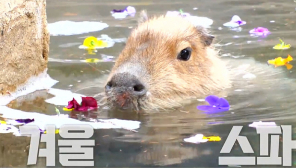 ▲'TV동물농장'(사진제공=SBS)