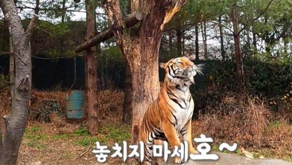 ▲'TV동물농장'(사진제공=SBS)