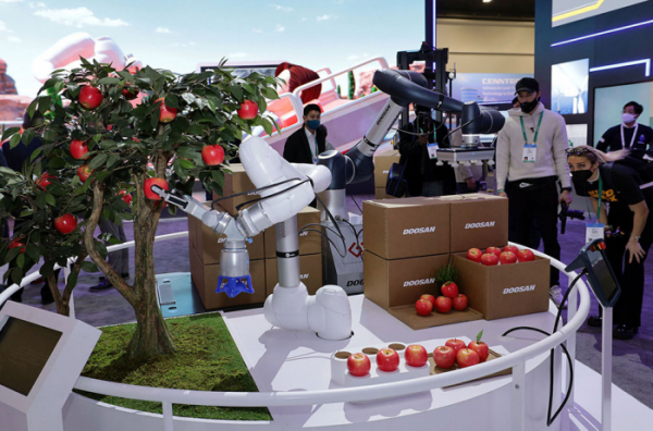 ▲스마트팜에서 자란 사과를 수확해 포장하는 두산협동로봇 (사진제공=두산)
