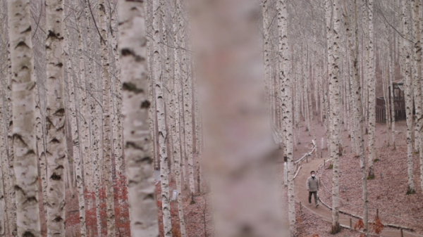 ▲'김영철의 동네 한 바퀴' 강원도 인제 원대리 자작나무 숲 카페(사진제공=KBS 1TV)