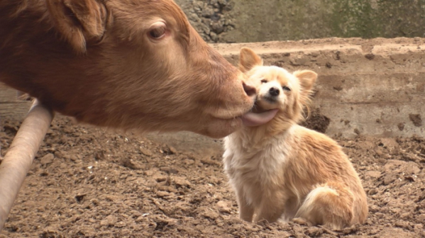 ▲'TV 동물농장'(사진제공=SBS)