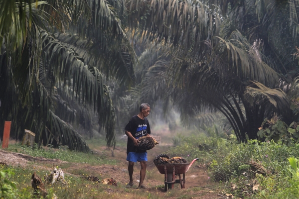 ▲인도네시아 페칸바루의 팜농장에서 2019년 9월 14일 농장 주인이 열매를 줍고 있다. 페칸바루/AP뉴시스
