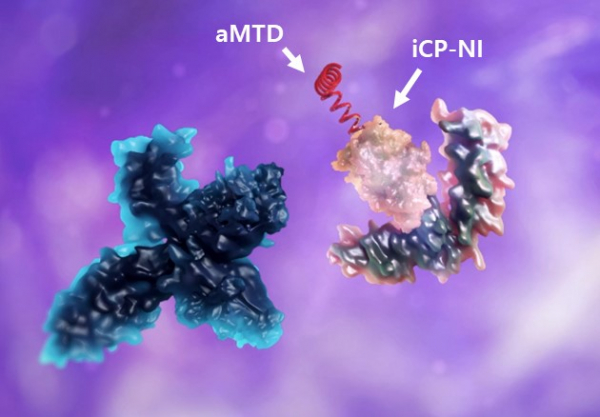 ▲iCP-NI (화살표)는 세포 막 투과 펩타이드 (aMTD)를 통해 바이러스에 감염된 폐세포 및 면역세포 내로 전송되며, 염증성 전사인자 (NF-κB, 청색)가 핵내로 이동을 위해 결합하는 핵수송 단백질 (importin α)과 경쟁적으로 결합하여 싸이토카인 폭풍 (Cytokine Storm)을 억제한다.  (자료 = 셀리버리)