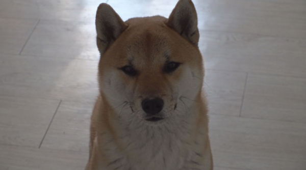 ▲'TV동물농장'(사진제공=SBS)