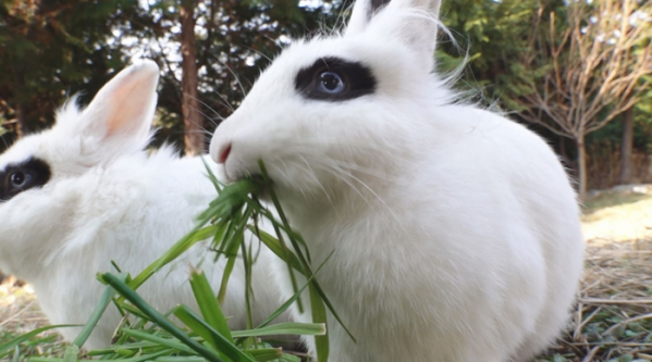 ▲'TV동물농장'(사진제공=SBS)