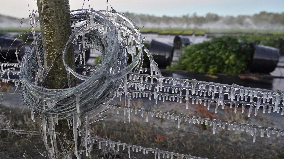 ▲미국 플로리다주 플랜트시티의 한 농장 울타리에 지난달 30일 얼음이 매달려 있다. 플랜트시티/AP뉴시스
