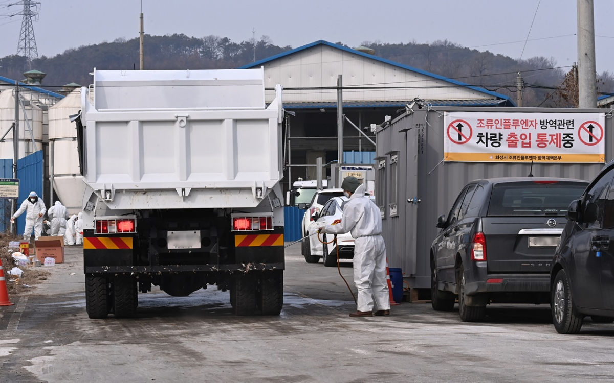 ▲경기도 화성시 한 산란계 농장에서  방역 관계자가 통행차량에 소독을 하고 있다.  (뉴시스)