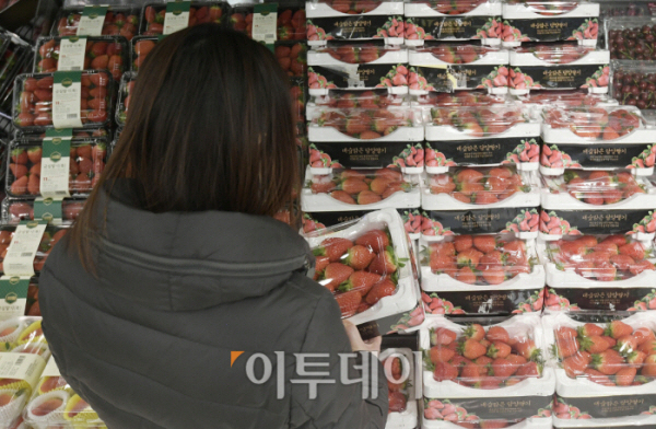 ▲8일 서울의 한 대형마트에 고객이 ‘금딸기’를 보고 살지 말지 고민하고 있다.  농총경제연구원 농업관측센터에 따르면 2월 딸기 가격은 2㎏에 2만5000원으로 작년 같은 기간보다 25% 오를 것으로 보입니다.