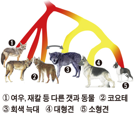 ▲갯과 동물의 크기를 결정하는 유전자 가운데 하나인 IGF1-AS는 원래 C형으로 지금도 여우와 재칼 등은 C형이다(빨간색, 1과 2). 그런데 늑대 계열에서 T형 변이(노란색)가 생겨 덩치가 커졌고 이를 가축화한 개도 초기에는 주로 T형이었고 오늘날 대형견도 그렇다(3과 4). 반면 소형견은 주로 C형이다(5). 
출처/커런트 바이올로지
