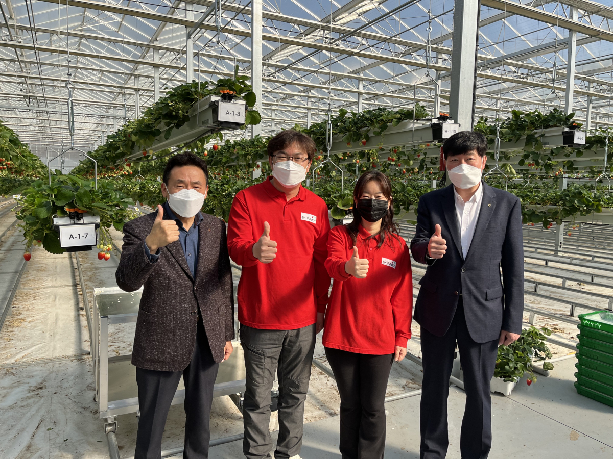 ▲지난 10일 경북 상주시에 위치한 ‘농업회사법인 우공의 딸기(주)’에서 농협은행 농업․녹색금융부문 김춘안 부행장(왼쪽에서 첫 번째)과 간담회 참석자들이 기념촬영을 하고 있다. (왼쪽부터 김춘안 부행장, 박홍희 대표, 곽영미 이사, 윤성훈 경북영업본부장)