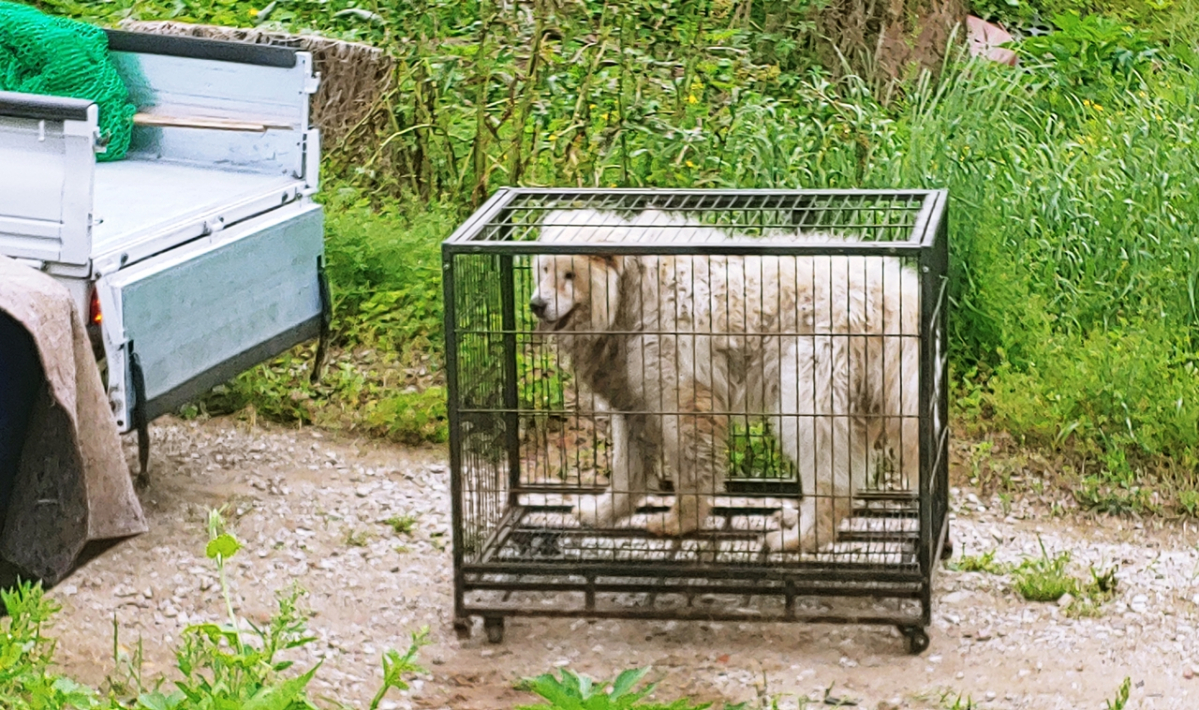 ▲지난해 50대 여성을 물어 숨지게 한 대형 유기견. (뉴시스)