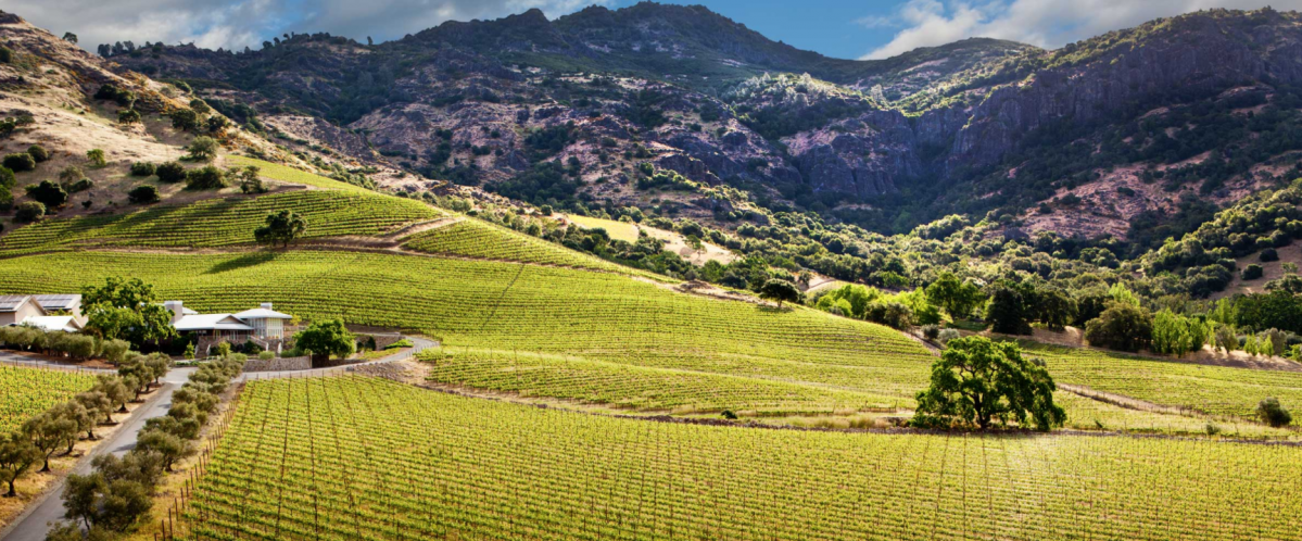 ▲쉐이퍼 빈야드가 소유 중인 포도밭 전경. (출처=쉐이퍼 빈야드 홈페이지)