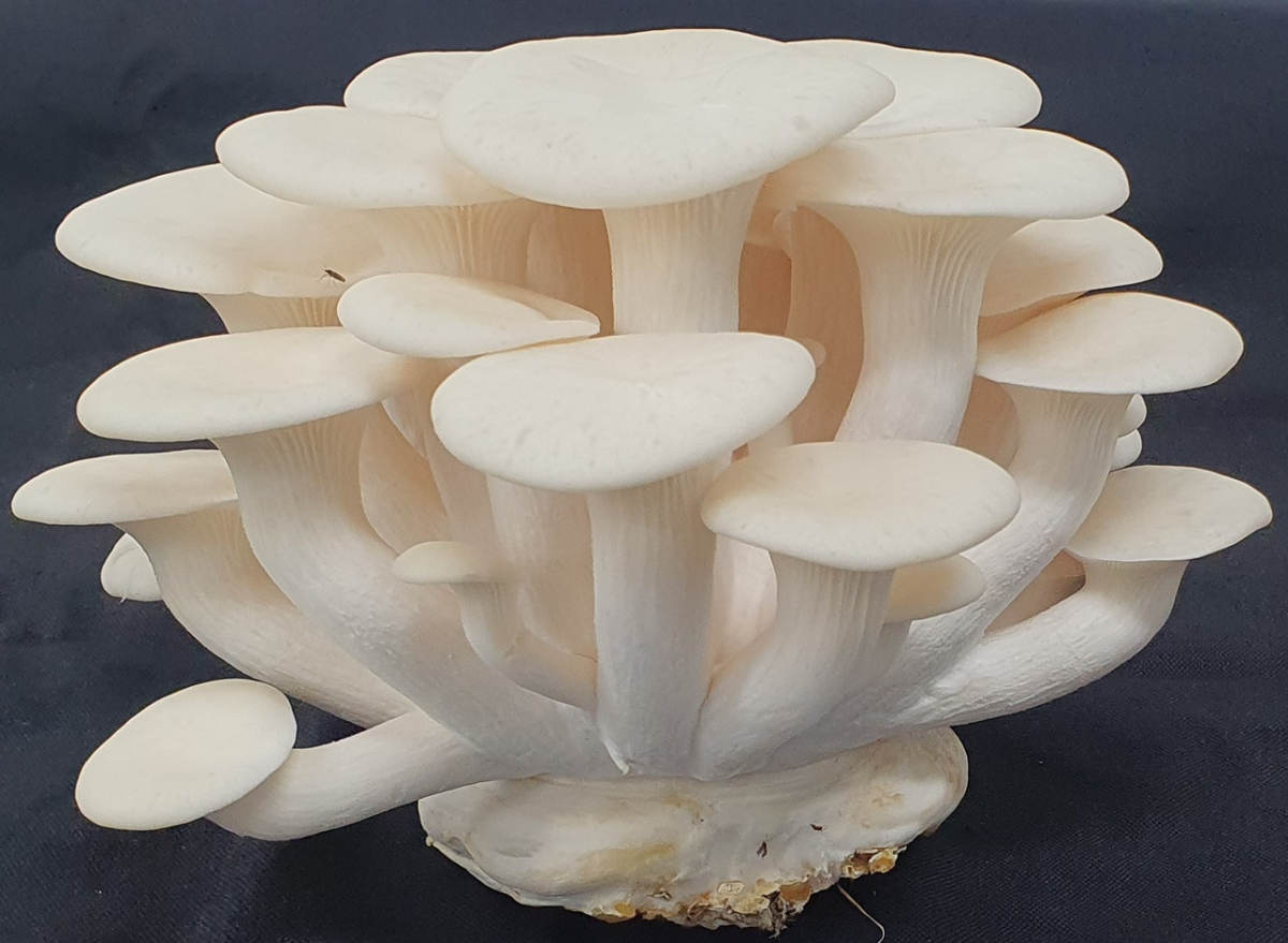 ▲미국과 호주 등에서 선호도가 높은 느타리버섯. (사진제공=농촌진흥청)