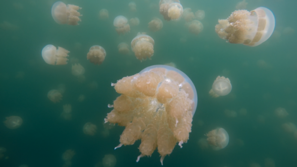 ▲'걸어서 세계속으로' 필리핀 팔라우, 팔라완(사진제공=KBS 1TV)