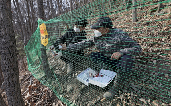 ▲경북 상주시 화남면 평온리 야산에서 상주시청 관계자들이 아프리카돼지열병(ASF)에 감염된 야생멧돼지 폐사체가 발견된 지점을 중심으로 야생멧돼지 추가 유입을 차단하기 위해 그물망 설치 및 멧돼지 기피제 살포작업을 하고 있다. (뉴시스)