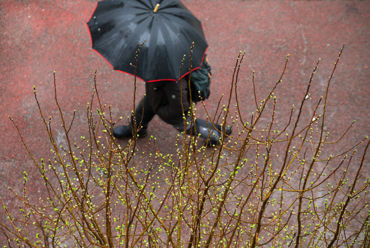 ▲새순 돋우는 봄비. (연합뉴스)
